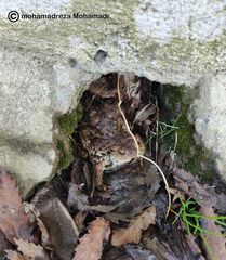 Bufo eichwaldi