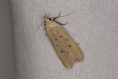 Nothris verbascella