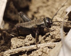 Melanogryllus desertus
