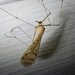 Thin Hangingfly - Photo (c) Zoology123, some rights reserved (CC BY-NC), uploaded by Zoology123