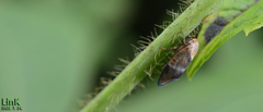 Drabescus