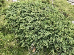 Juniperus communis saxatilis