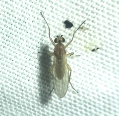 Lonchoptera bifurcata