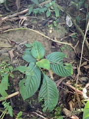 Rhynchotechum formosanum