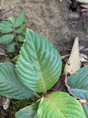 Rhynchotechum formosanum