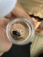 Carabus vladimirskyi