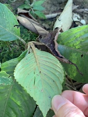 Rhynchotechum formosanum