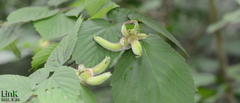Corylus sieboldiana