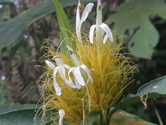 Justicia croceochlamys