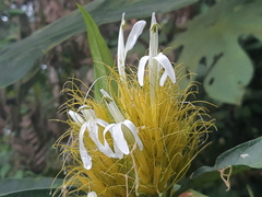 Justicia croceochlamys