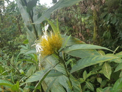 Justicia croceochlamys