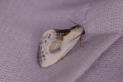 Cilix glaucata