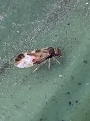 Stenopsocidae