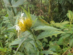 Justicia croceochlamys