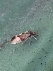 Stenopsocidae