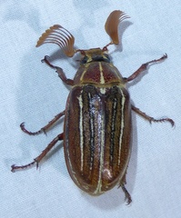 Polyphylla hammondi