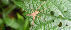 Dolomedes sulfureus