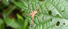 Dolomedes sulfureus