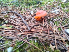 Guepinia helvelloides