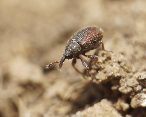 Gymnetron rotundicolle