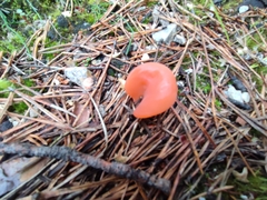 Guepinia helvelloides