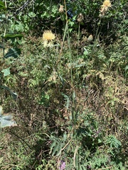 Centaurea orientalis