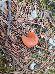 Guepinia helvelloides
