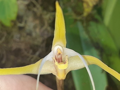Maxillaria bradei