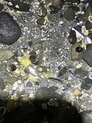 Crangon septemspinosa