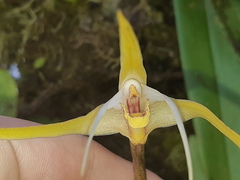 Maxillaria bradei