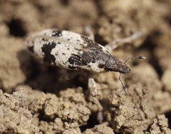 Bothynoderes affinis