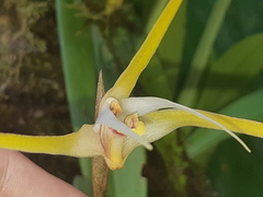 Maxillaria bradei