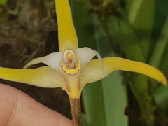 Maxillaria bradei