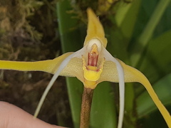 Maxillaria bradei