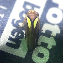 Balcanocerus provancheri