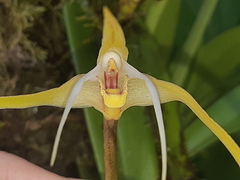 Maxillaria bradei