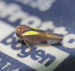 Balcanocerus provancheri