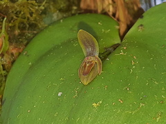 Pleurothallis fossulata