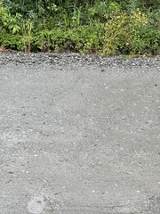 Canachites canadensis