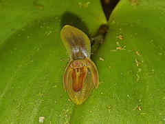 Pleurothallis fossulata