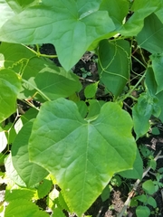Cucurbita moschata