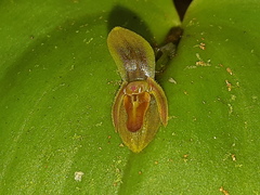Pleurothallis fossulata