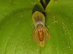 Pleurothallis fossulata