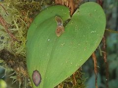 Pleurothallis fossulata
