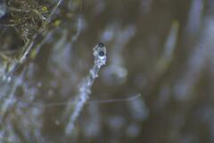 Pilobolus crystallinus