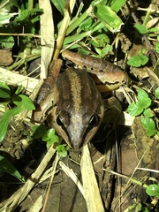 Leptodactylus didymus