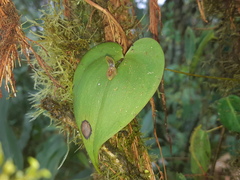 Pleurothallis fossulata