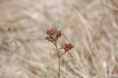 Haemodorum coccineum