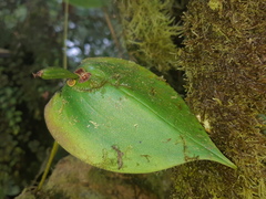 Pleurothallis fossulata