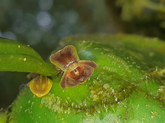Pleurothallis fossulata